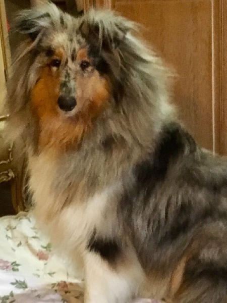 Malone Du Chateau De Chatillon