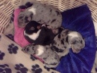 CHIOT